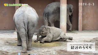 【東山動植物園公式】アジアゾウの赤ちゃん成長記（48）最近のうらら《 アジアゾウ　ゾウ 》