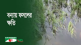 বন্যায় ফসলের ক্ষতি