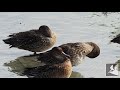 コガモ2 common teal2