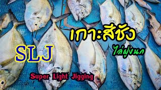 ไล่นกหาฝูงปลาเดือด | Super Light Jigging | เกาะสีชัง | #FB_Fishing_Bomb