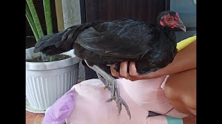 Offseason Breeding Not Early Bird Gamefowls, Setsuna Backyard Gamefowls | Murang Manok Panabong