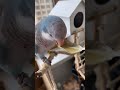 the video taken last year shows that qiuqiu is really good at eating milk bird food daily life o