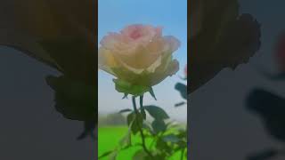 Happy New year all of you#2025#rose status#WhatsApp status