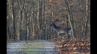 Fallow Deer (Dama dama, de: Damwild / Damhirsche), Northern Burgenland