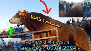 ХОРАЗМ ШОВОТ ЁШ ХУКИЗ НАРХЛАРИ 09.04.2024#tortkol_uz #uzmigrant #narxnavo #narx