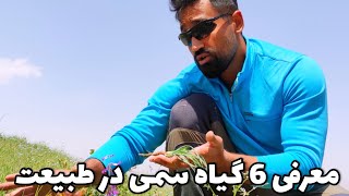 6 گیاه سمی و خطرناک در طبیعت که همه باید بشناسند_ آوان کمپ