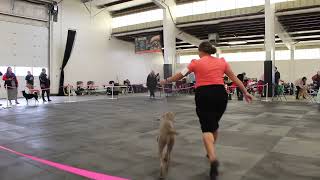UKC Conformation-Career Show #9