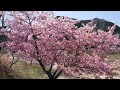 【岐阜県大垣市　牧田川・一ノ瀬ポケットパーク　河津桜】　2023年3月20日（月）　　gifu japan