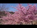 【岐阜県大垣市　牧田川・一ノ瀬ポケットパーク　河津桜】　2023年3月20日（月）　　gifu japan