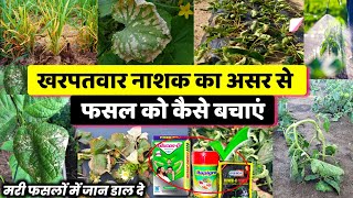 2 4 D खरपतवार नाशक के असर से फसल को कैसे बचाएं | harbicide Plant injured | kharpatwar nashak ka asar