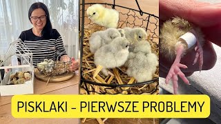 PISKLĘTA. ROZJECHANE NOGI U KURCZAKA. PISKLĘ NIE MOŻE CHODZIĆ