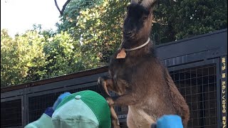 a goat attacks a zookeeper. 飼育員さんを襲うヤギ