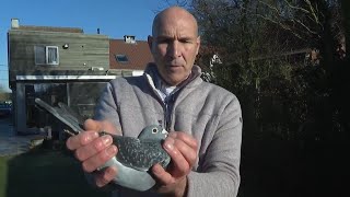 Stolen from home, champion homing pigeon heists hit Belgium