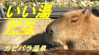 いい湯だな　カピバラ温泉