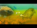 Underwater Bluegill Strikes - How To Catch Bluegill: Weird Baits