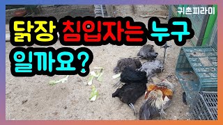 영하의 날씨에 닭장을 침입한 자는 누구인가?  놀라운 일이.. [귀촌피라미]