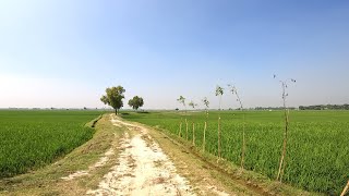 দীগন্তজোড়া সবুজ ফসলের মাঠ। অপরূপ গ্রামীণ দৃশ্য। Village Scenery of Bangladesh