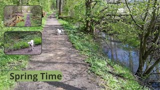 Spring in the Forest | Walk with the dog | Spring time | Helsingborg | Green Life