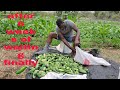 growing and harvesting the first set of 🥒 out of the farm #cucumber#Jamaica