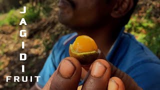 JAKIDI FRUIT | ஜாகிடி பழம் | Kongadai Tribe People  Fruit