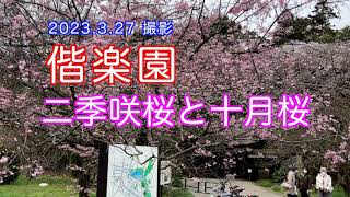 2023.3.27撮影，満開!! 偕楽園の桜・十月桜，二季咲桜など