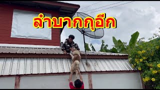 ฮือฮากันทั้งหมู่บ้าน ต้องปีนบ้านคนอื่นเพื่อไปเอามันลงมาอีก