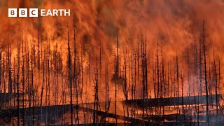 Forest Regenerates After Devastating Fires | Yellowstone | BBC Earth