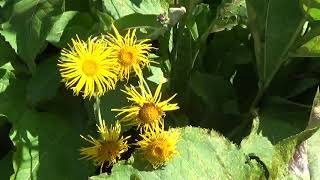 Der echte Alant (Inula helenium) ein echtes Hexenkraut