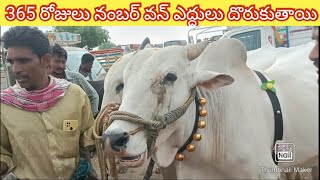 #ఎద్దుల_వ్యాపారి #bull_market #gurazala_santha #గురజాల_సంత #manchivadu #వ్యవసాయం  #agriculture