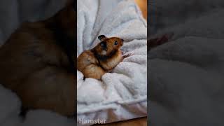 [AI Organism] Hamster12 #햄스터 #hamster #생성형 AI # sora