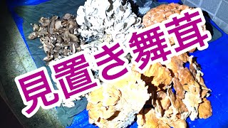 見置き舞茸！採取の瞬間！概要欄もご覧ください！北海道犬は車に1頭、採取場所にも1頭