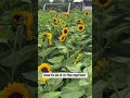 Step by Step Guide to Growing Sunflowers