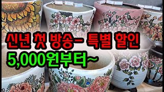 #신비의다육정원 - 임인년 첫방송 특별 할인가 듬뿍 ~ 5,000원부터 출발~