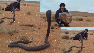 تعالوا تشوفوا معي اكبر ثعبان كوبرا في منطقه اوريوره نواحي سيدي افني🐉