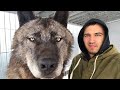 THE BIGGEST WOLF IN THE WORLD