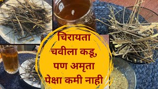 Liver आतून साफ करण्यासोबतच अनेक आजारांमध्ये फायदेशीर चिरायता Chirata Health Benefits आयुष्याचा खजिना