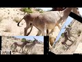 #animalsanctuary #comedyvideos #funnyshorts #ilovemyli #spendmoretimeinthewild #donkey #animals