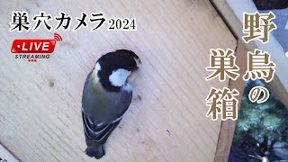 産卵2日目 🥚×2 (延長撮影) シジュウカラの巣箱 巣穴カメラ 野鳥 2024/05/03 Bird Nest Box Live Camera