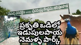 PEACOCK PARK||IDUPULA PAYAIIYSR GHAT||RGUKT||AP IIIT CAMPUS