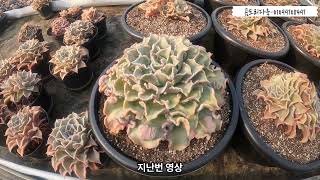 곰도리다육, 다육식물 전용 배합토 노하우 공개! -10년 차 농장 사장은 세척마사를 쓰지 않습니다