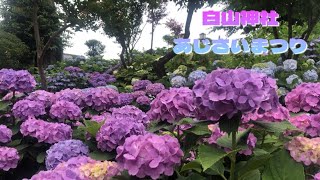 【白山神社】文京あじさいまつり￼￼￼☂️ hydrangea flowers