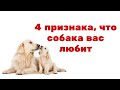 4 признака того, что ваша собака вас любит