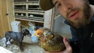 Treating my Red Golden Pheasant