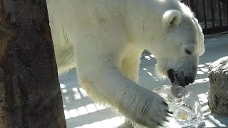 【しろくまピース】つるつる滑る氷のおやつをペロペロ♪とべ動物園にて