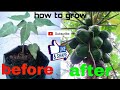 3 Steps To Guarante Your Papaya Will Be female #sokhaChetra #viral