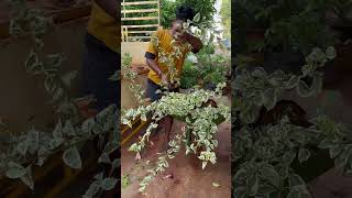 Varigated bogeinvillas എത്തിപ്പോയെ / Bogeivilla plants online sale