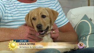 Lilla Nymo i trotsåldern - Nyhetsmorgon (TV4)