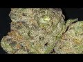 Jordanz Strain Review by Find 20.54% THC