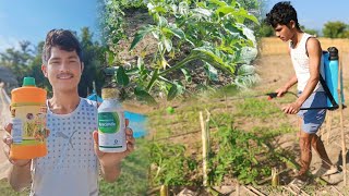 Aaj Mera Tomato  Plantation ||  Ko Medicine Mara Tha In village life Indra vlog8