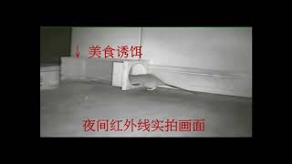 不髒手抓鼠神器-超靈敏捕鼠瓶